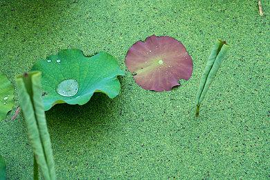 《黑神话：悟空》半身像预购预告 售价33800元